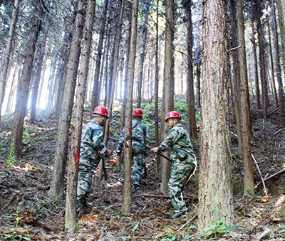 嚴(yán)把森林培育質(zhì)量關(guān)，譜寫資源培育新篇章