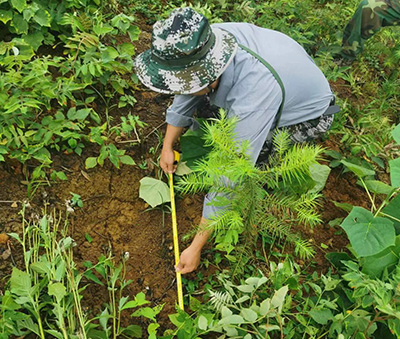 嚴(yán)把森林培育質(zhì)量關(guān)，譜寫資源培育新篇章