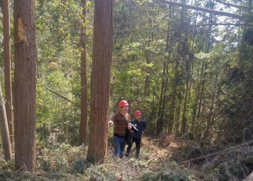 “兩節(jié)”前夕，“綠盾”行動(dòng)——福建金森嚴(yán)格把關(guān)林木采伐施工